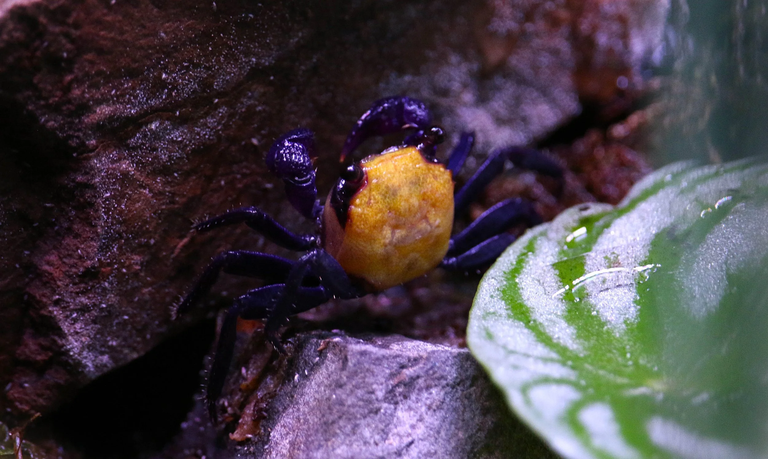 GEOSESARMA SP. BANANA (LEMON VAMPIRE CRAB) — Indoor Ecosystem